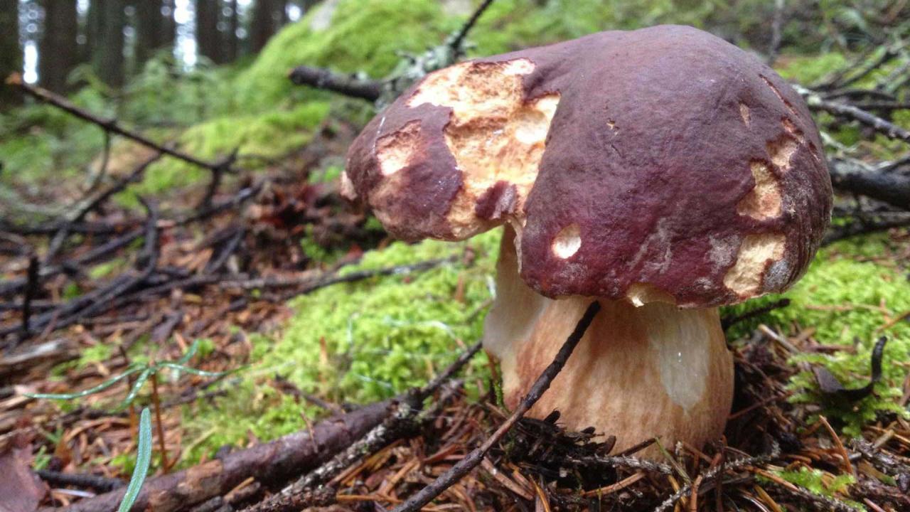 Porcini della Val Rendena